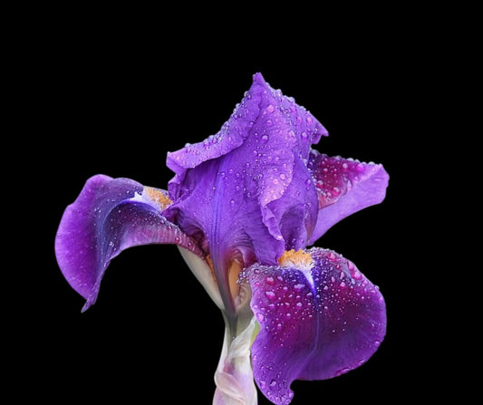 IRIS - February birth flower