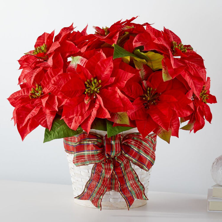 Happiest Days Poinsettia