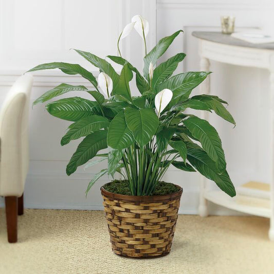 Spathiphyllum