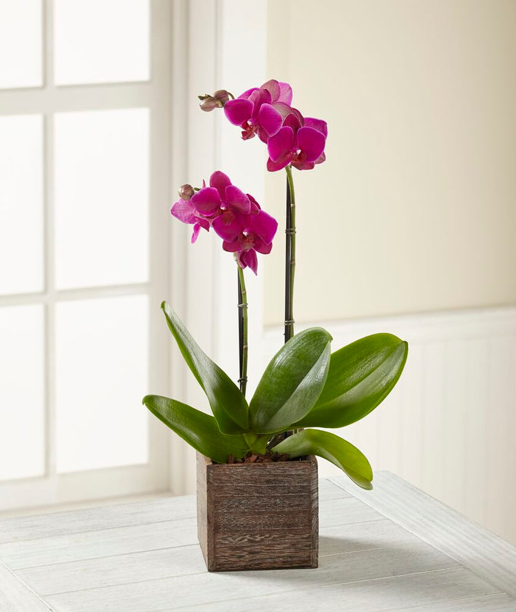 Fuchsia Phalaenopsis Orchid