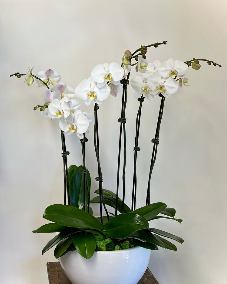 Premium Orchid Planter