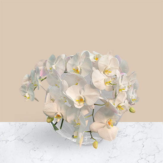 This elegant arrangement of all white phaelanopsis orchid blooms cascading in a gorgeous glass pillow vase 